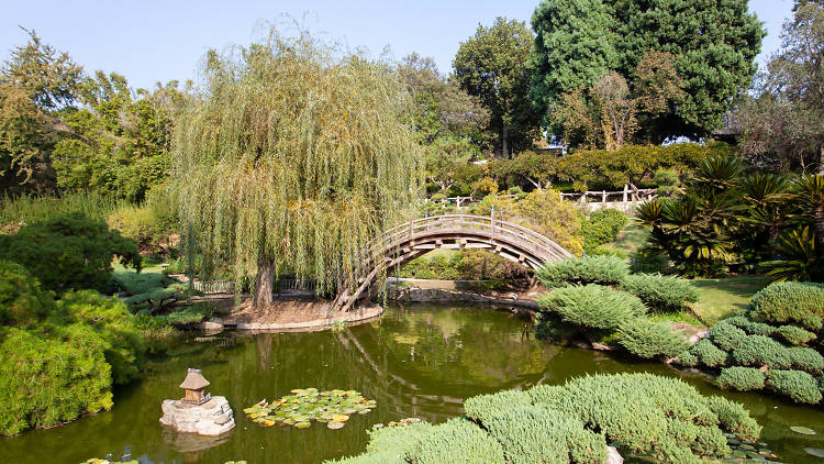 Peaceful pond surrounded by lush greenery at Huntington Library's botanical gardens.